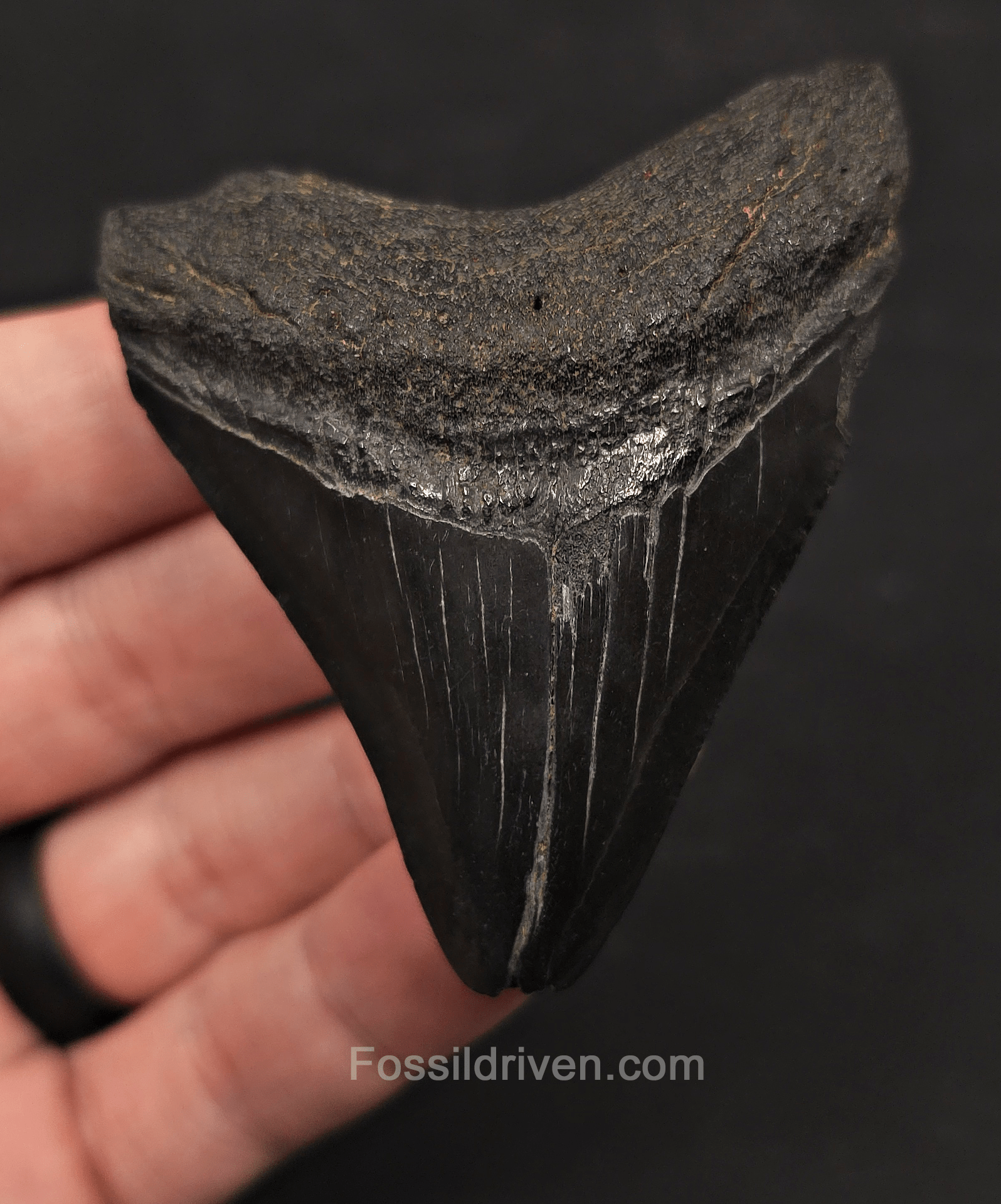 2.86" Fossil Megalodon Tooth - Charleston, South Carolina | Fossil Driven - Fossil Driven