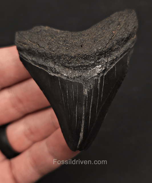 2.86" Fossil Megalodon Tooth - Charleston, South Carolina | Fossil Driven - Fossil Driven