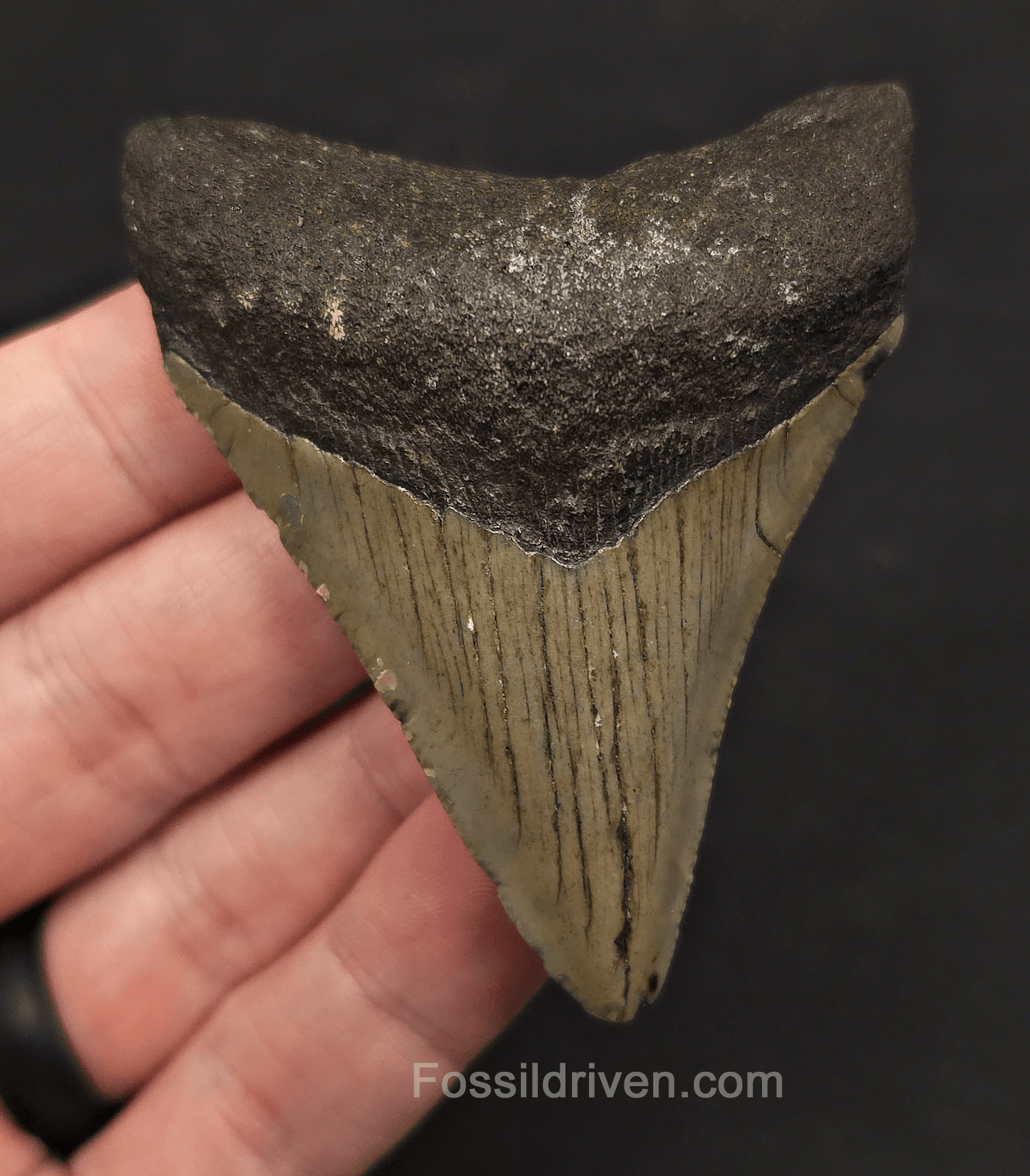 2.86" Fossil Megalodon Tooth - Meg Ledge, North Carolina | Fossil Driven - Fossil Driven