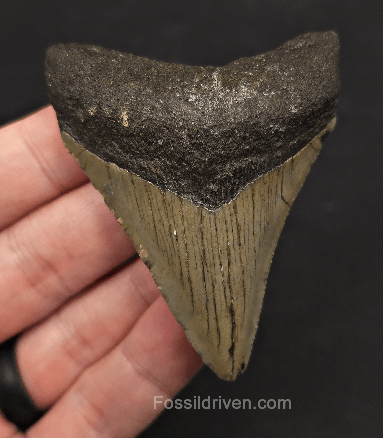 2.86" Fossil Megalodon Tooth - Meg Ledge, North Carolina | Fossil Driven - Fossil Driven