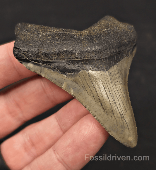 2.86" Fossil Megalodon Tooth - Meg Ledge, North Carolina | Fossil Driven - Fossil Driven