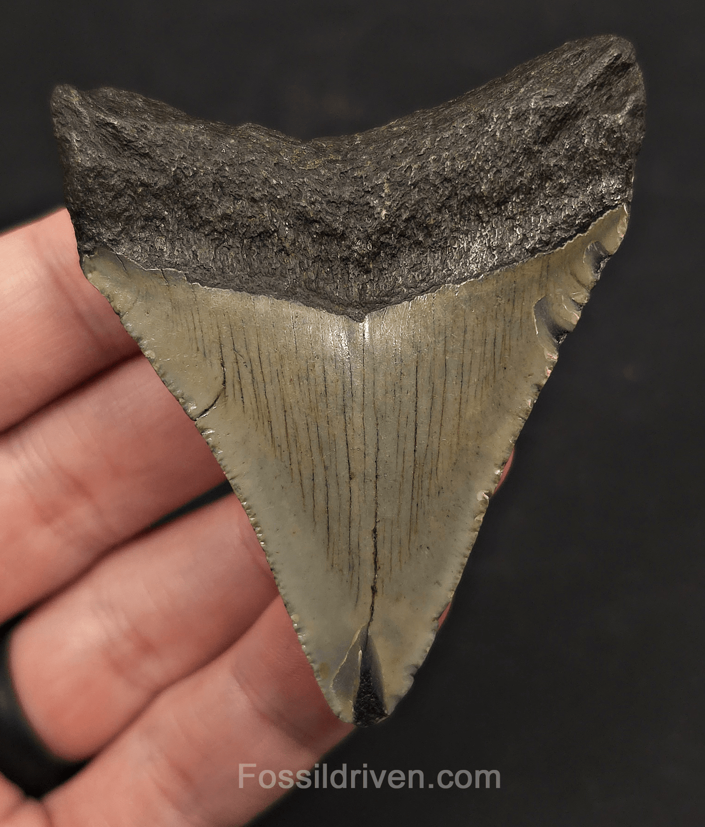 2.86" Fossil Megalodon Tooth - Meg Ledge, North Carolina | Fossil Driven - Fossil Driven