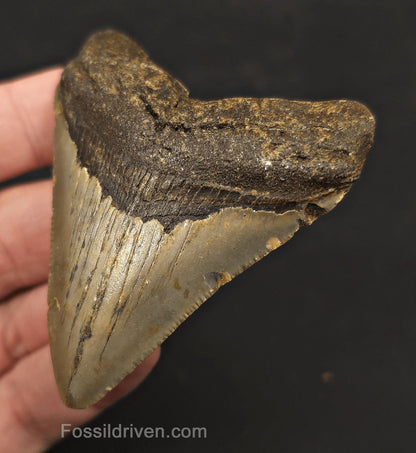 2.86" Fossil Megalodon Tooth - North Carolina | Fossil Driven - Fossil Driven
