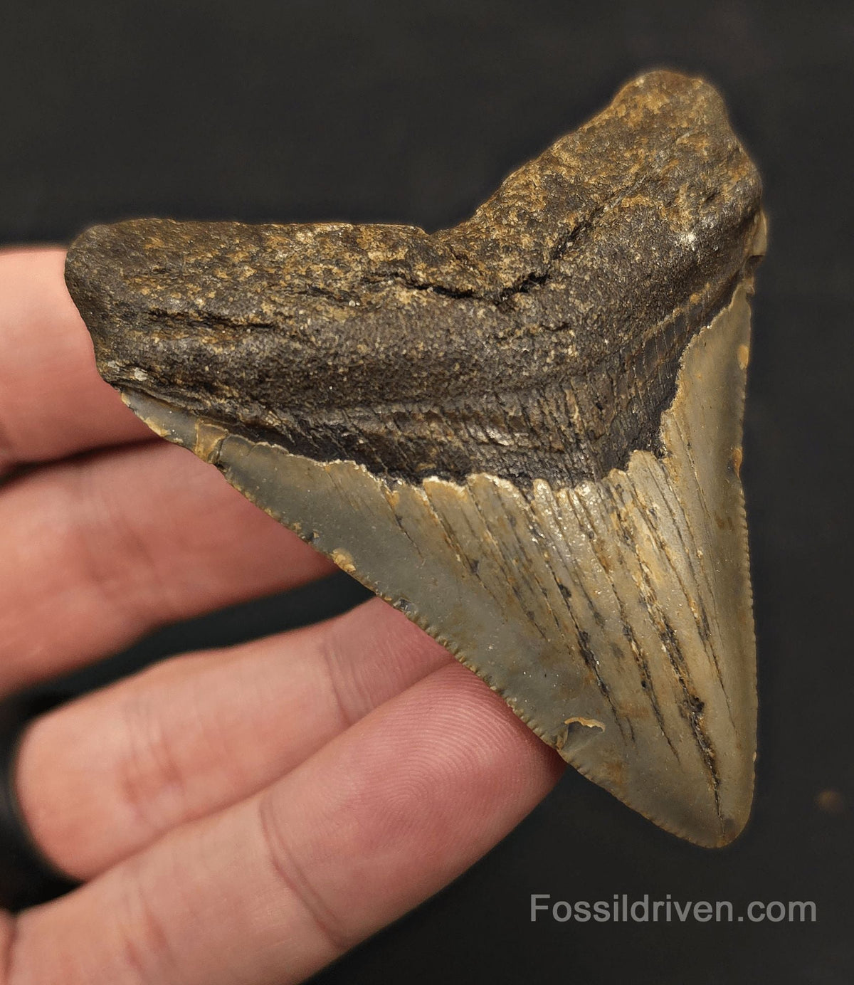 2.86" Fossil Megalodon Tooth - North Carolina | Fossil Driven - Fossil Driven