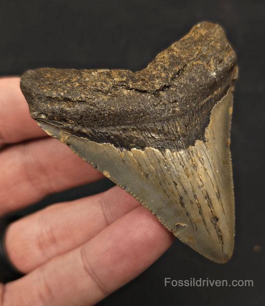 2.86" Fossil Megalodon Tooth - North Carolina | Fossil Driven - Fossil Driven
