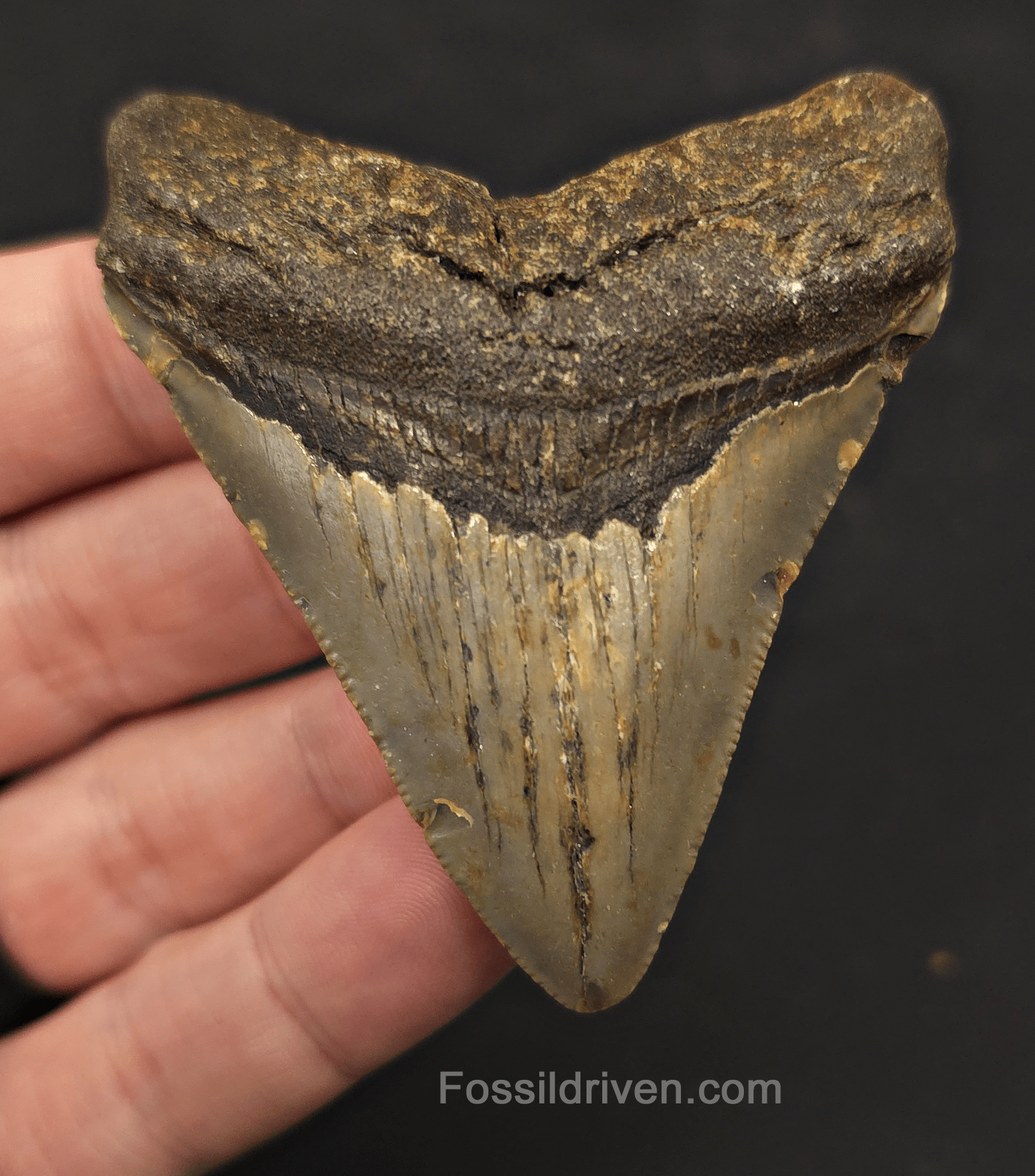 2.86" Fossil Megalodon Tooth - North Carolina | Fossil Driven - Fossil Driven