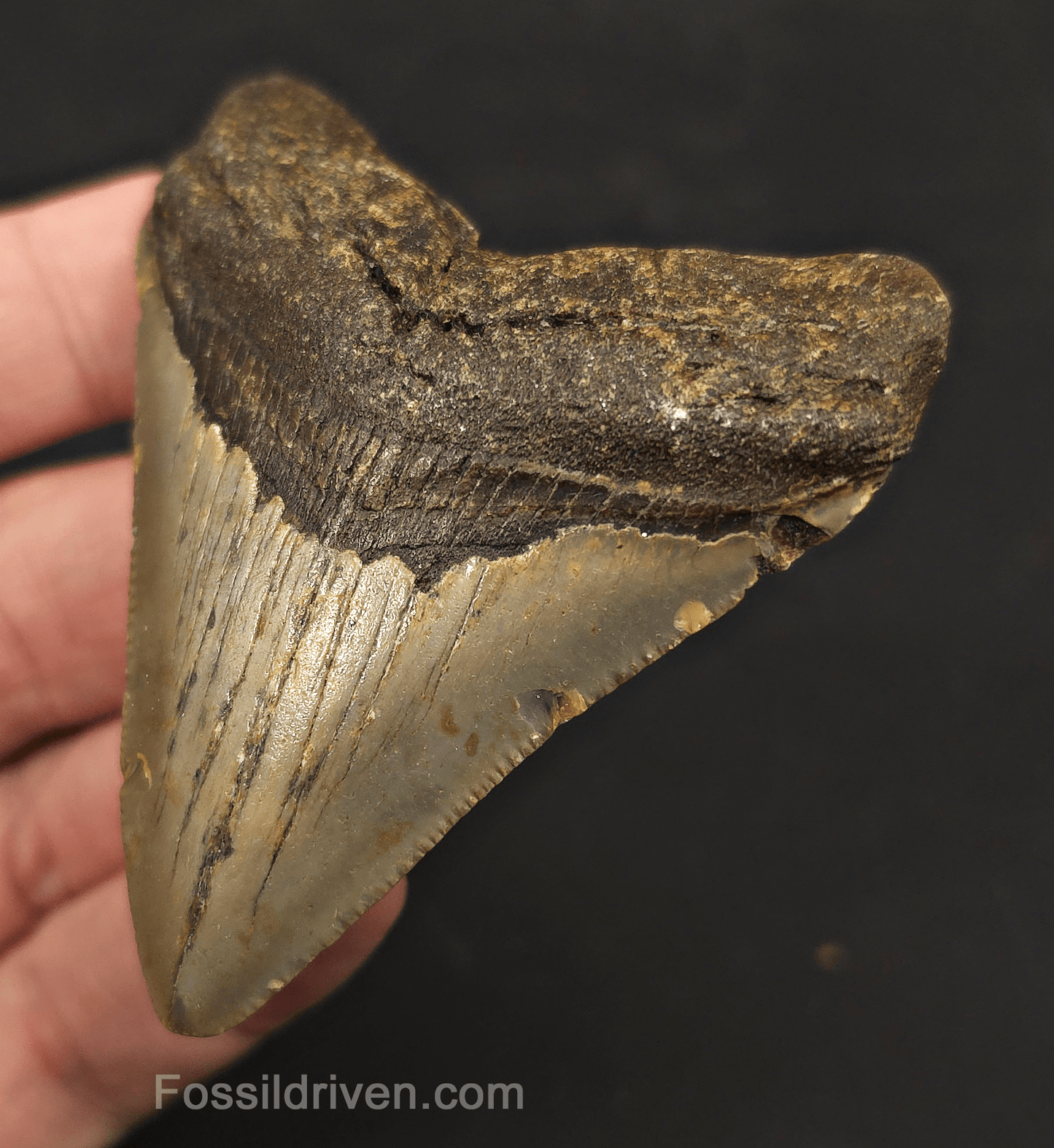 2.86" Fossil Megalodon Tooth - North Carolina | Fossil Driven - Fossil Driven