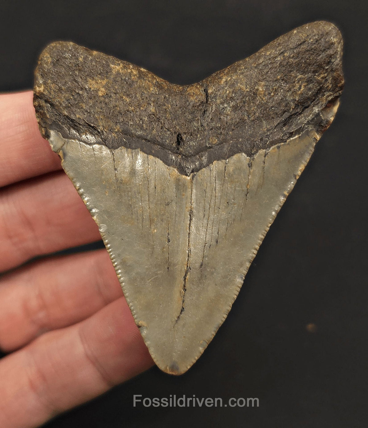 2.86" Fossil Megalodon Tooth - North Carolina | Fossil Driven - Fossil Driven