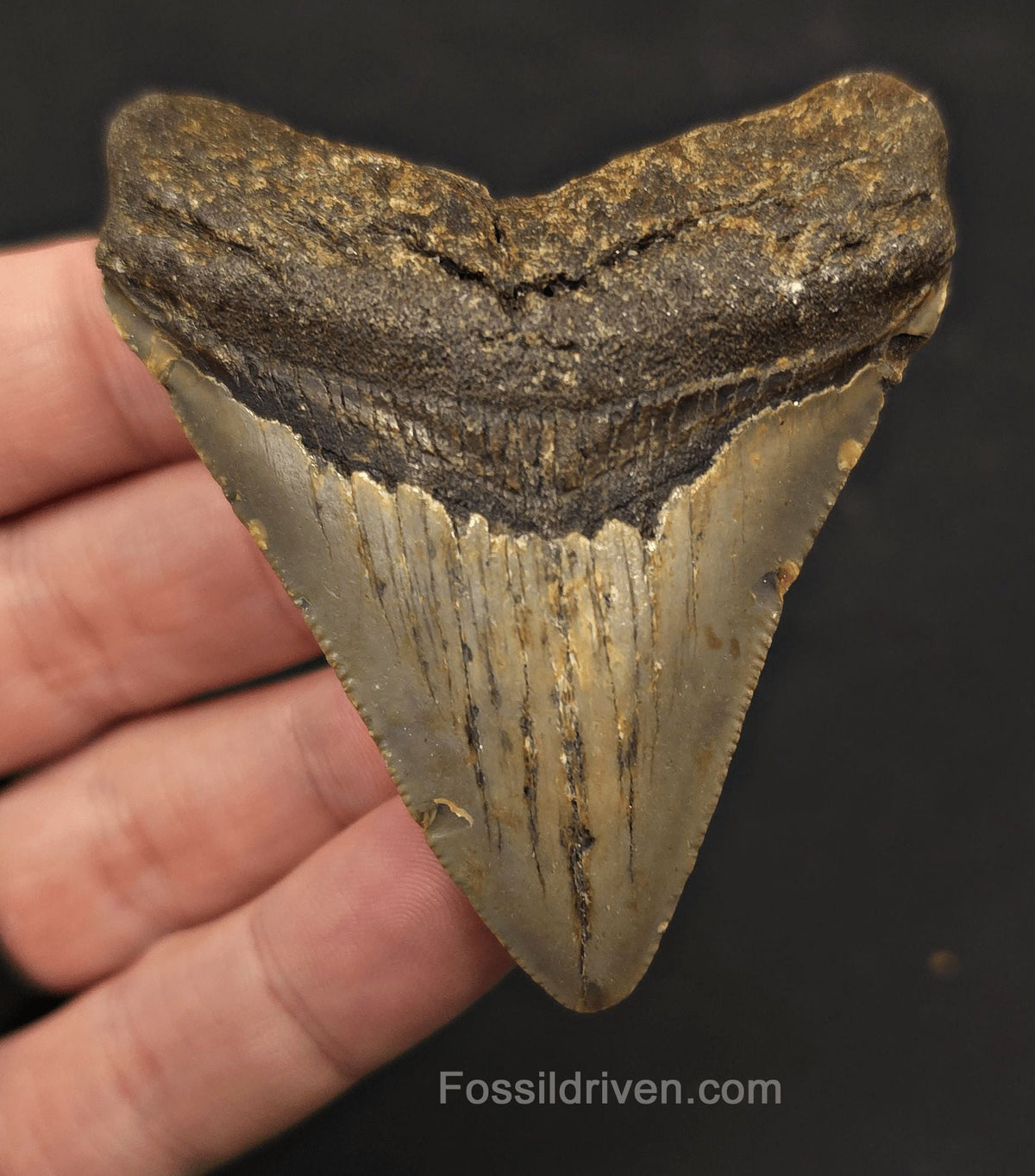 2.86" Fossil Megalodon Tooth - North Carolina | Fossil Driven - Fossil Driven