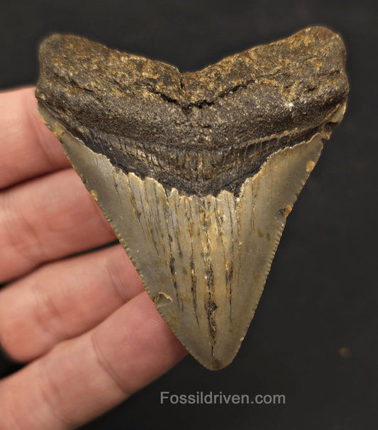 2.86" Fossil Megalodon Tooth - North Carolina | Fossil Driven - Fossil Driven