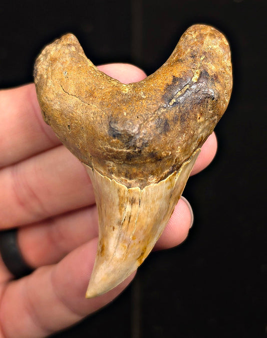 2.86" Fossil Parotodus Benedeni Tooth – Banten, Indonesia - Fossil Driven