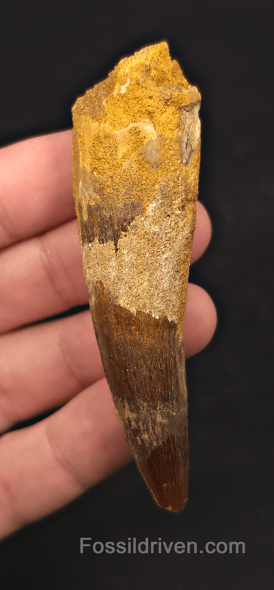 2.86" Fossil Spinosaurus Tooth - Real Dinosaur Tooth - Fossil Driven