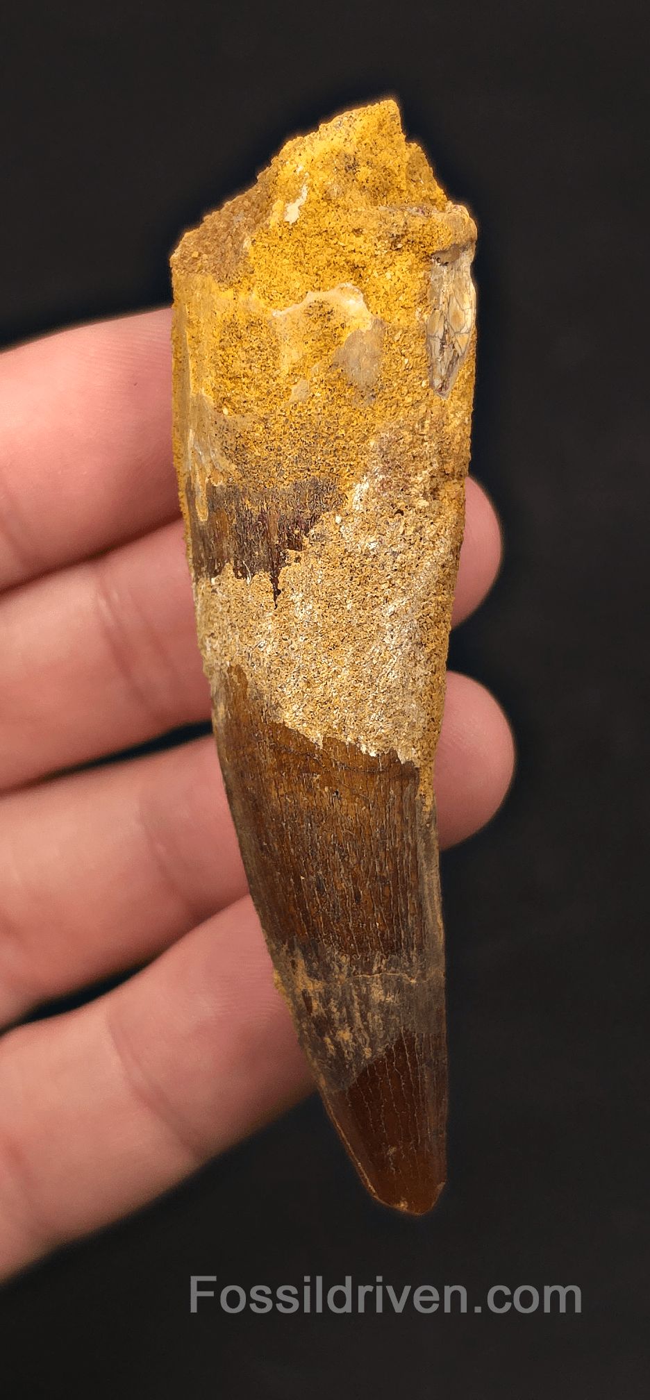 2.86" Fossil Spinosaurus Tooth - Real Dinosaur Tooth - Fossil Driven