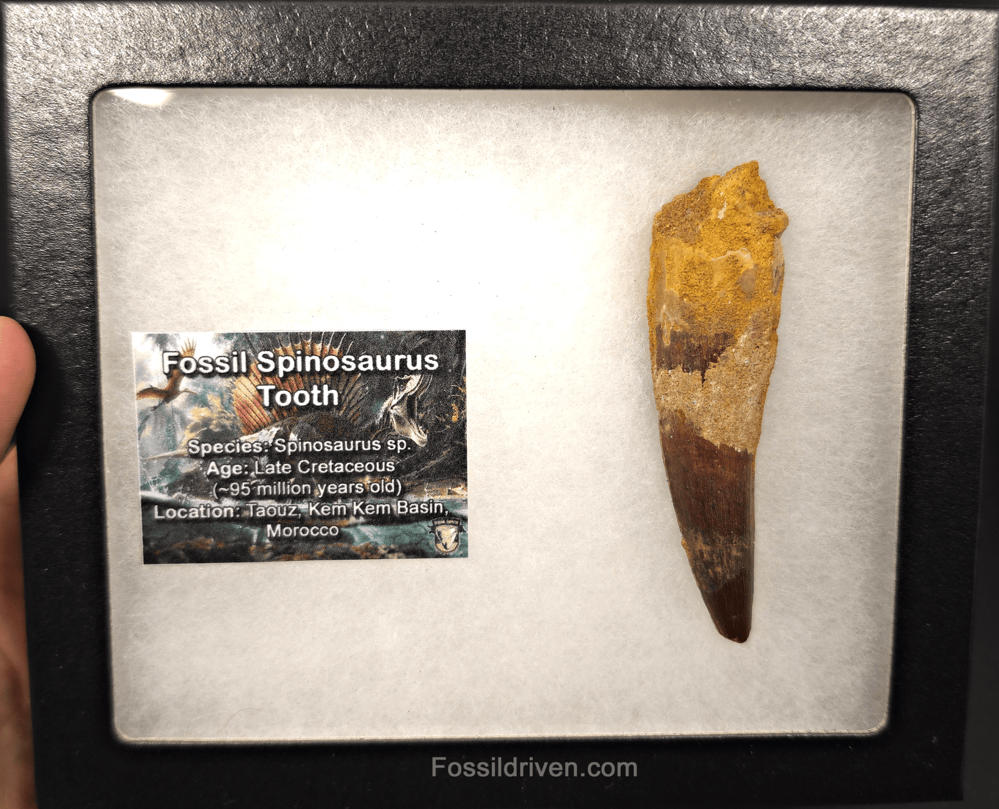2.86" Fossil Spinosaurus Tooth - Real Dinosaur Tooth - Fossil Driven