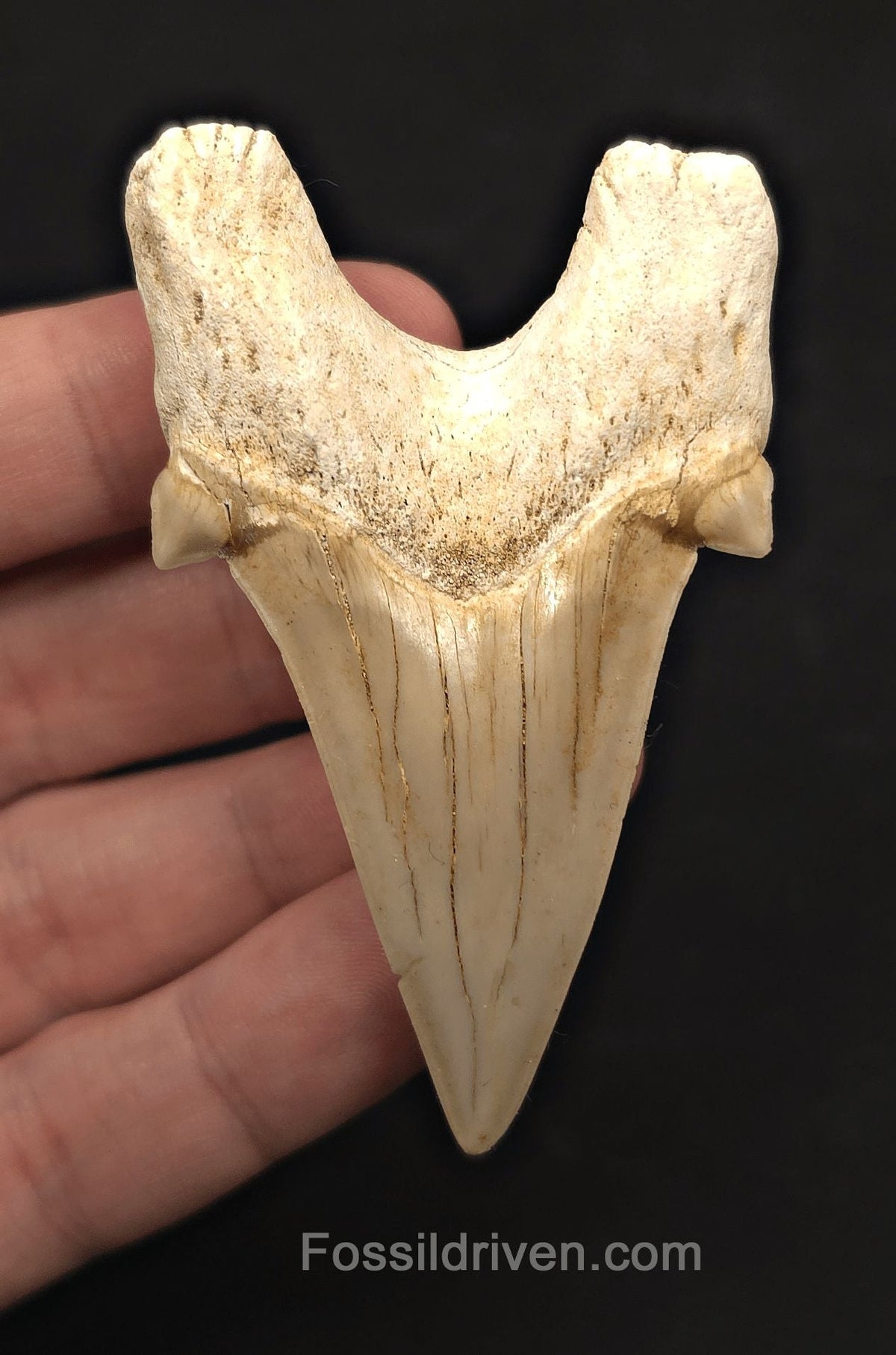 2.87" Fossil Otodus obliquus Tooth - Morocco | Fossil Driven - Fossil Driven