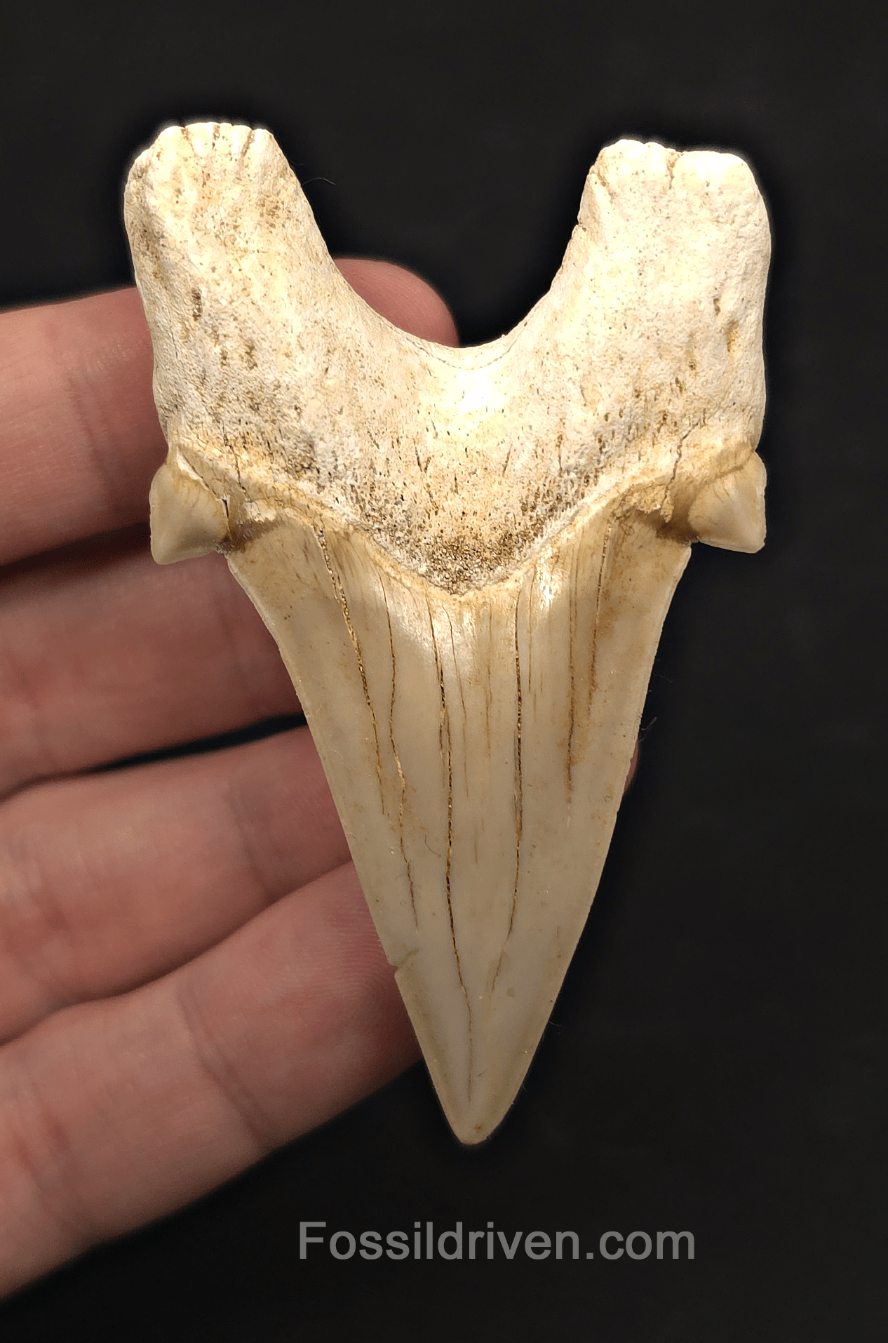 2.87" Fossil Otodus obliquus Tooth - Morocco | Fossil Driven - Fossil Driven