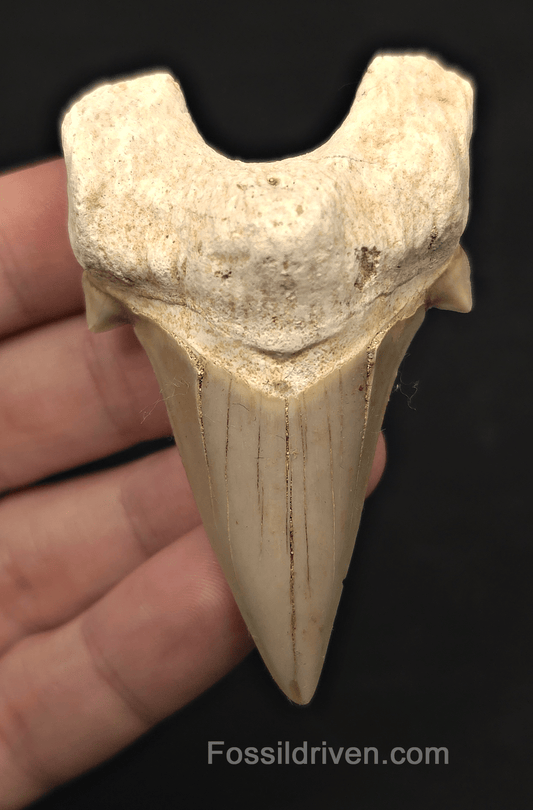 2.87" Fossil Otodus obliquus Tooth - Morocco | Fossil Driven - Fossil Driven