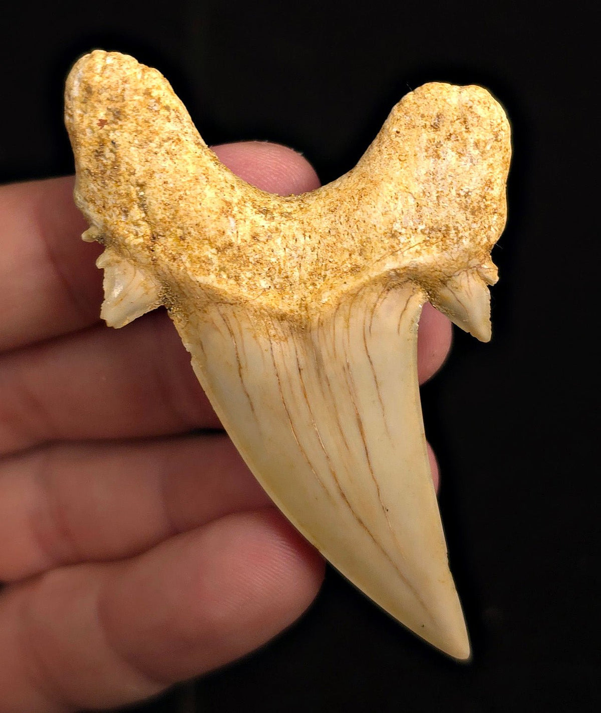 2.88" Fossil Otodus obliquus Tooth - Morocco | (Otodus #3187) - Fossil Driven