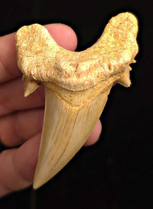 2.88" Fossil Otodus obliquus Tooth - Morocco | (Otodus #3187) - Fossil Driven