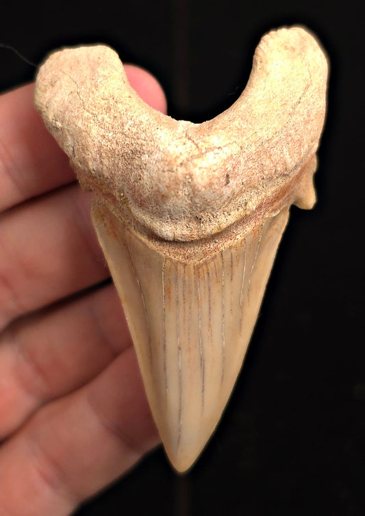 2.88" Fossil Otodus obliquus Tooth - Morocco | (Otodus #3191) - Fossil Driven