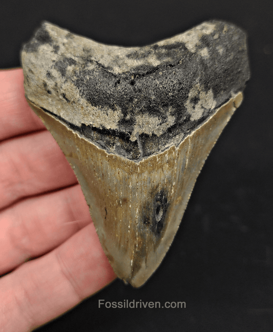 2.88" North Carolina Megalodon Tooth - Complete Specimen - Real Fossil Shark Tooth - Fossil Driven