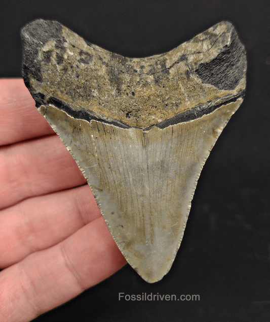 2.88" North Carolina Megalodon Tooth - Complete Specimen - Real Fossil Shark Tooth - Fossil Driven
