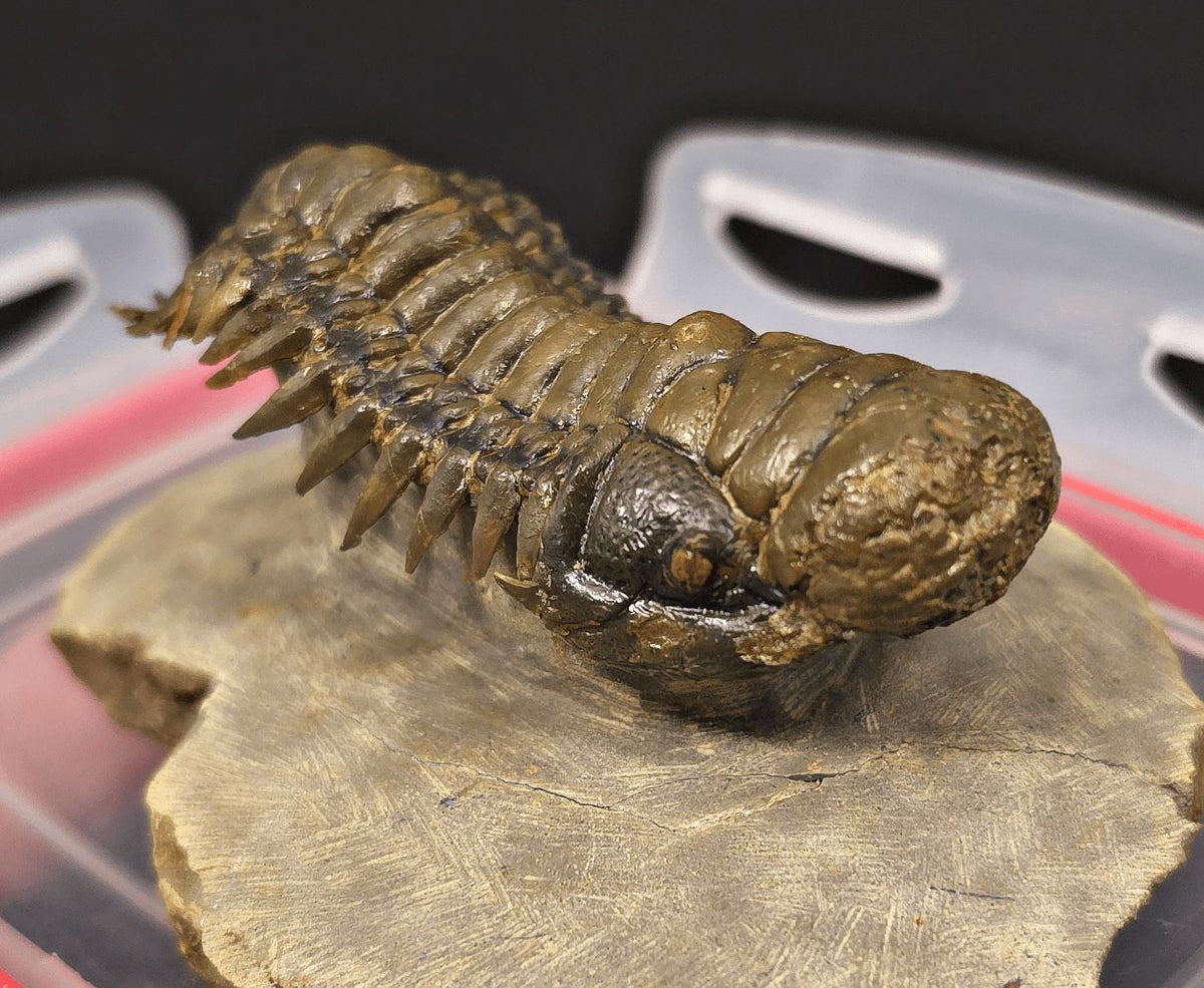 2.89" Flying Crotalocephalina Trilobite – Devonian – Issoumour, Morocco - Fossil Driven