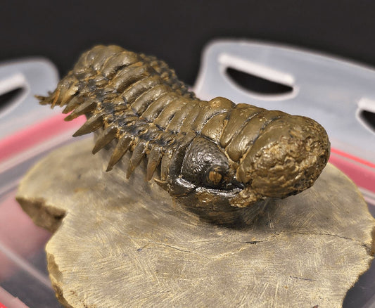2.89" Flying Crotalocephalina Trilobite – Devonian – Issoumour, Morocco - Fossil Driven