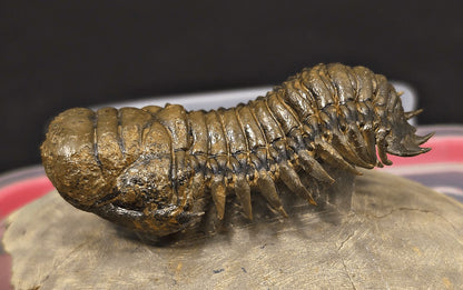 2.89" Flying Crotalocephalina Trilobite – Devonian – Issoumour, Morocco - Fossil Driven