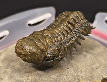 2.89" Flying Crotalocephalina Trilobite – Devonian – Issoumour, Morocco - Fossil Driven