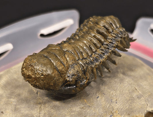 2.89" Flying Crotalocephalina Trilobite – Devonian – Issoumour, Morocco - Fossil Driven