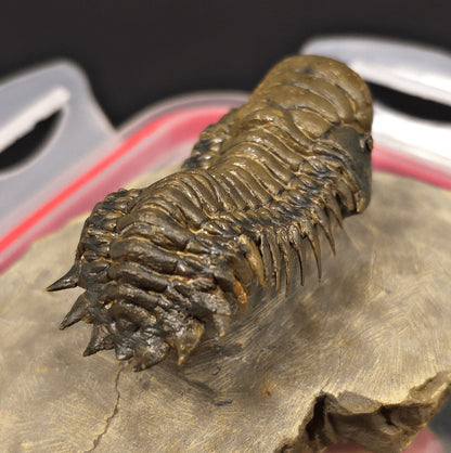 2.89" Flying Crotalocephalina Trilobite – Devonian – Issoumour, Morocco - Fossil Driven