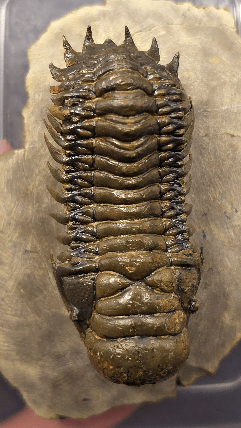 2.89" Flying Crotalocephalina Trilobite – Devonian – Issoumour, Morocco - Fossil Driven
