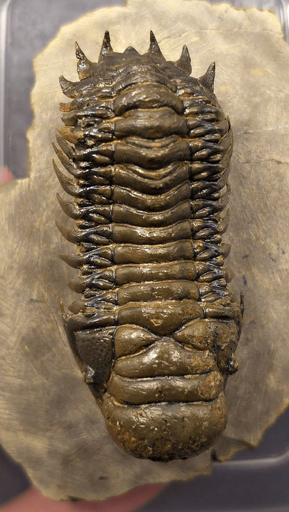 2.89" Flying Crotalocephalina Trilobite – Devonian – Issoumour, Morocco - Fossil Driven
