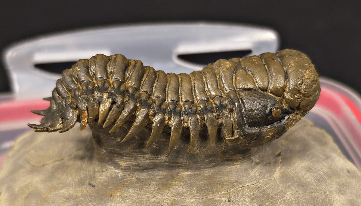 2.89" Flying Crotalocephalina Trilobite – Devonian – Issoumour, Morocco - Fossil Driven