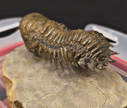 2.89" Flying Crotalocephalina Trilobite – Devonian – Issoumour, Morocco - Fossil Driven