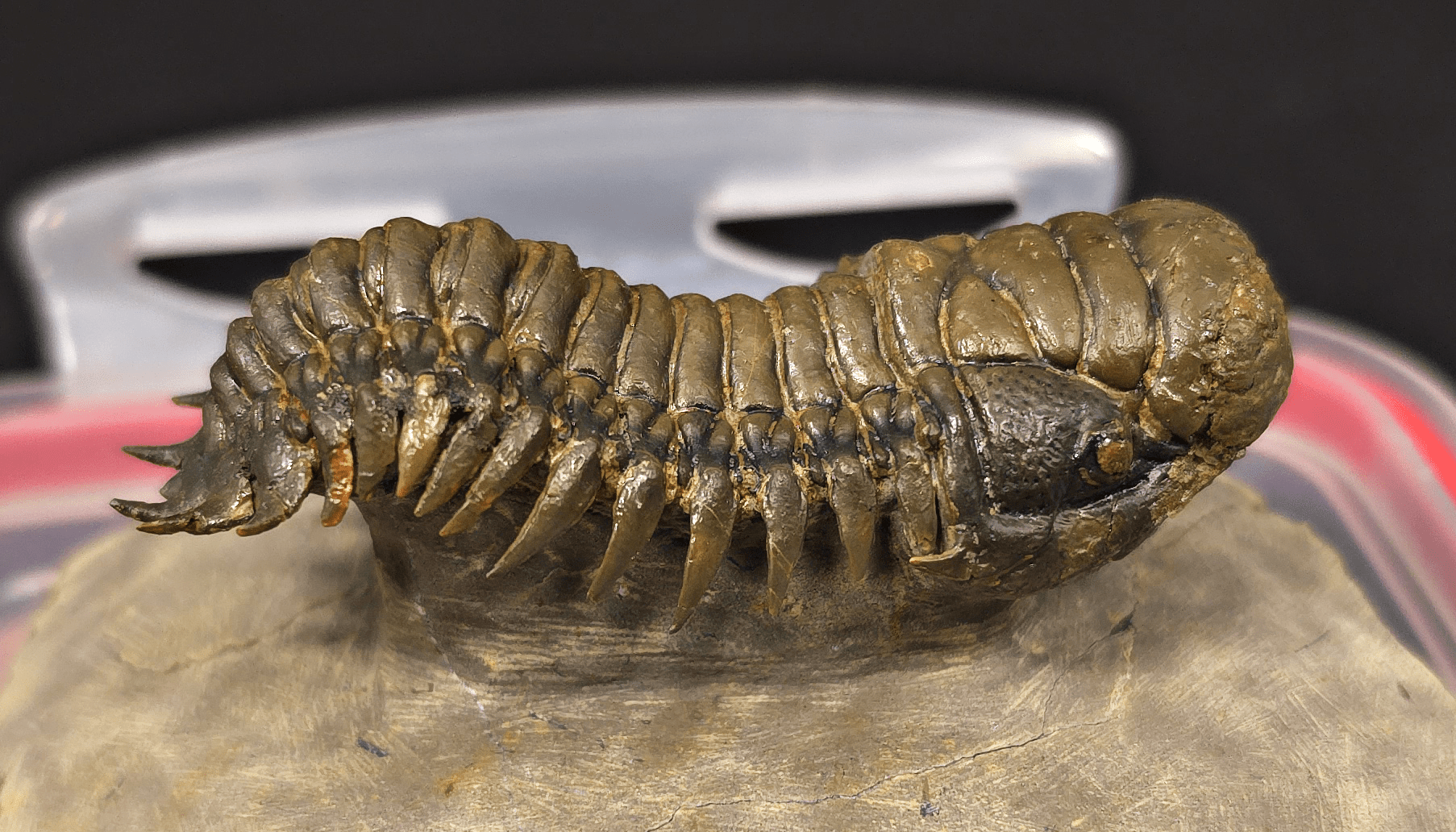 2.89" Fossil Crotalocephalina Trilobite – Devonian – Issoumour, Morocco - Fossil Driven