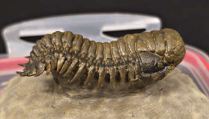 2.89" Fossil Crotalocephalina Trilobite – Devonian – Issoumour, Morocco - Fossil Driven