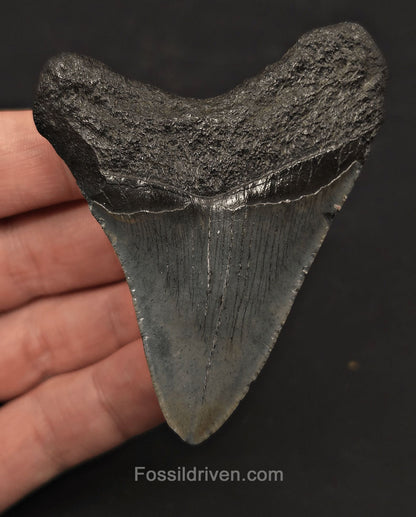 2.89" Fossil Megalodon Tooth - Charleston, South Carolina | Fossil Driven - Fossil Driven