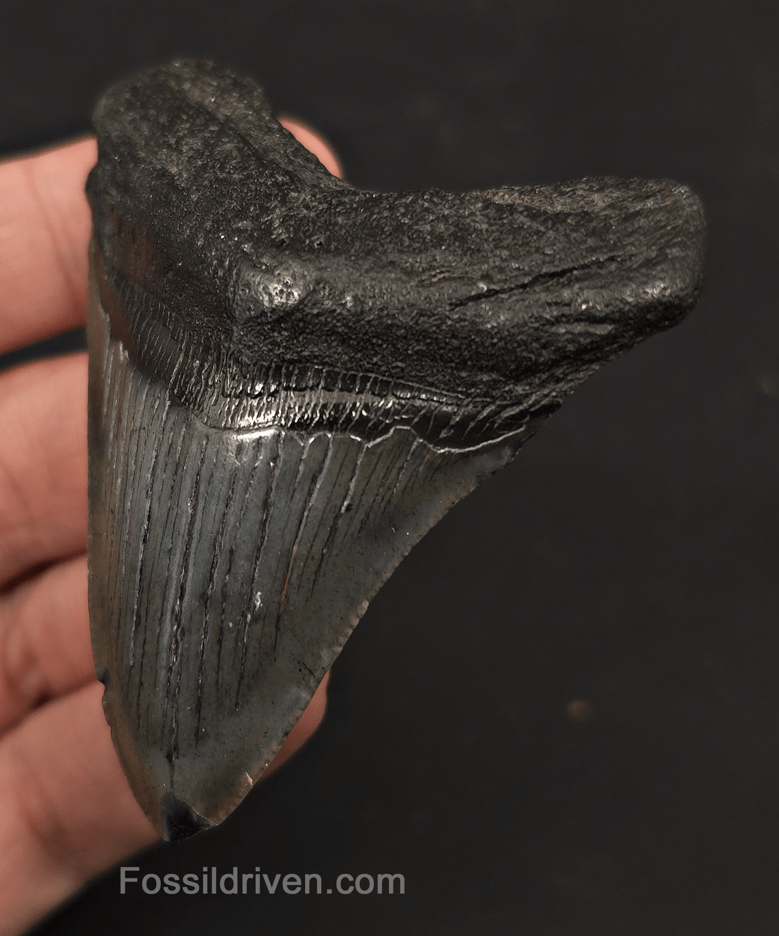 2.89" Fossil Megalodon Tooth - Charleston, South Carolina | Fossil Driven - Fossil Driven