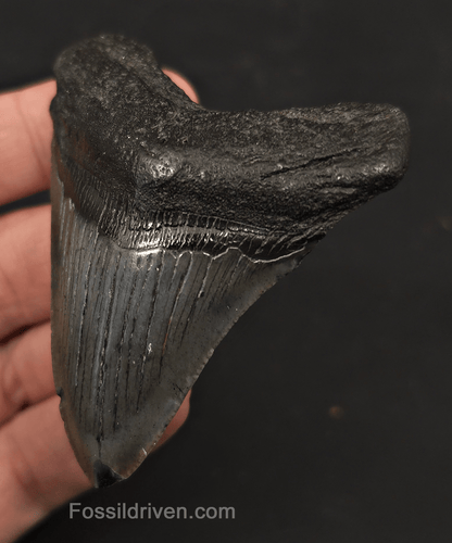 2.89" Fossil Megalodon Tooth - Charleston, South Carolina | Fossil Driven - Fossil Driven