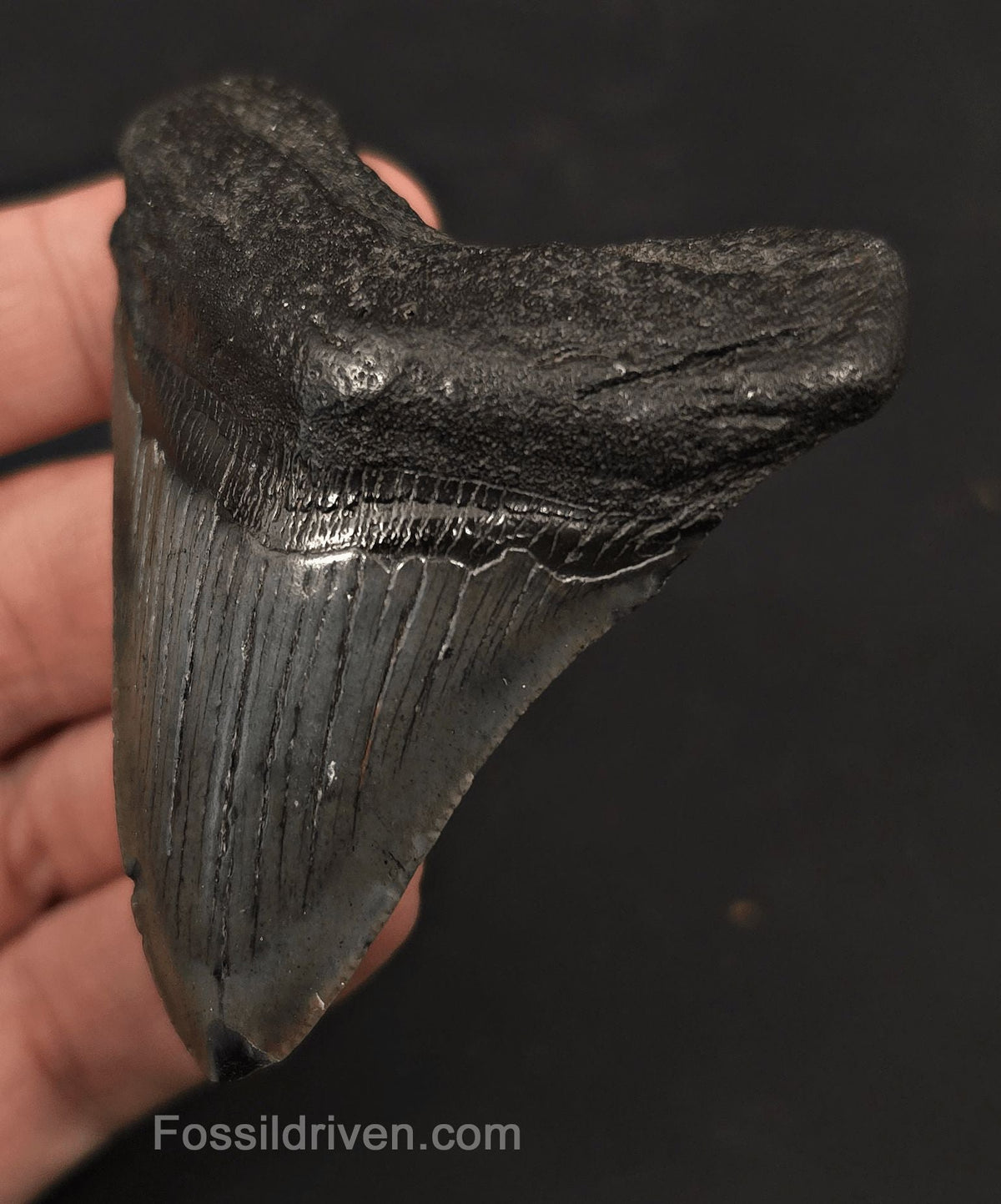 2.89" Fossil Megalodon Tooth - Charleston, South Carolina | Fossil Driven - Fossil Driven