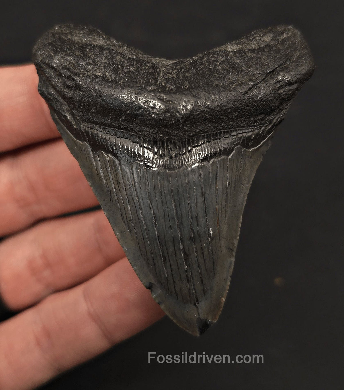 2.89" Fossil Megalodon Tooth - Charleston, South Carolina | Fossil Driven - Fossil Driven