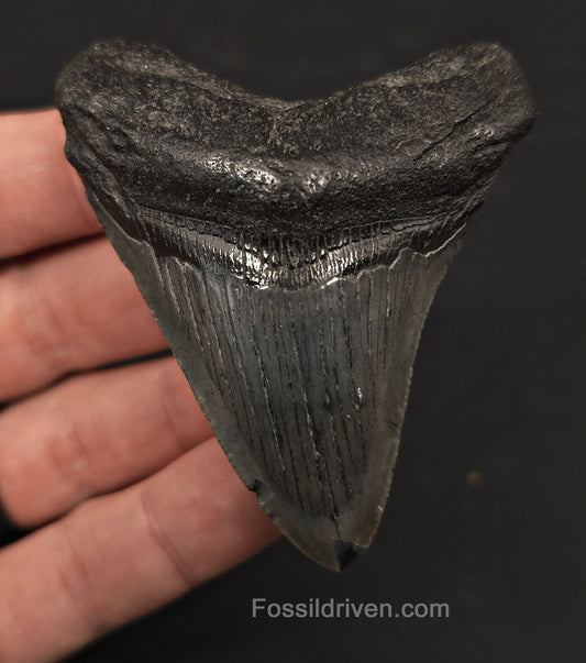 2.89" Fossil Megalodon Tooth - Charleston, South Carolina | Fossil Driven - Fossil Driven