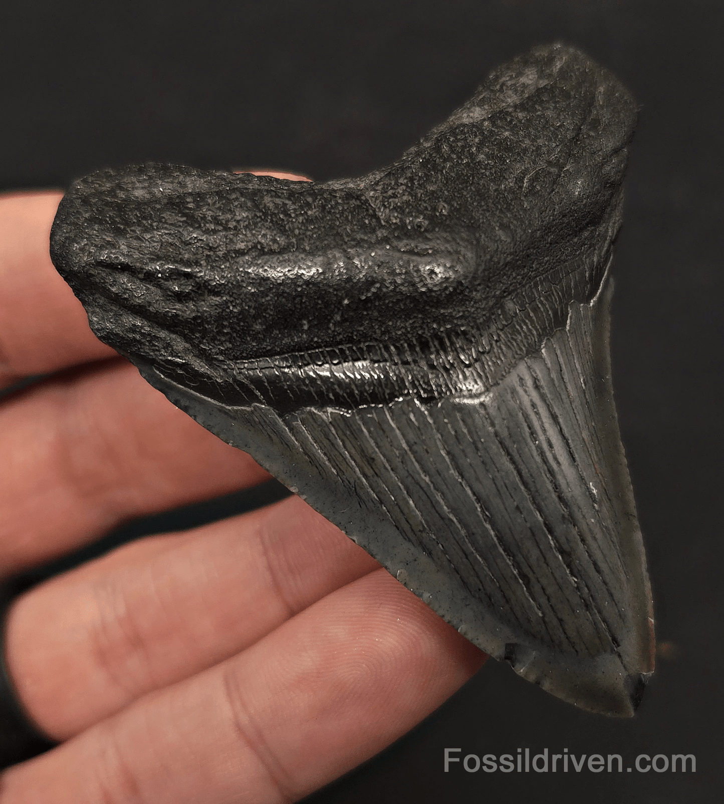 2.89" Fossil Megalodon Tooth - Charleston, South Carolina | Fossil Driven - Fossil Driven