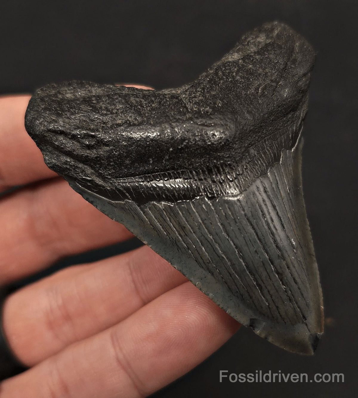 2.89" Fossil Megalodon Tooth - Charleston, South Carolina | Fossil Driven - Fossil Driven