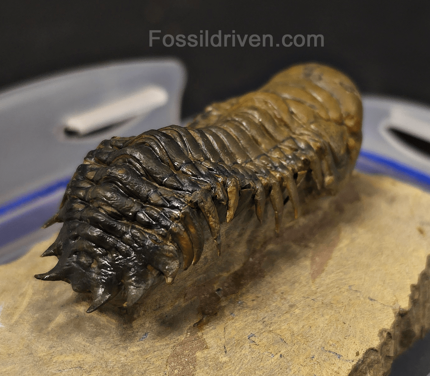 2.90" Flying Crotalocephalina Trilobite – Devonian – Issoumour, Morocco - Fossil Driven