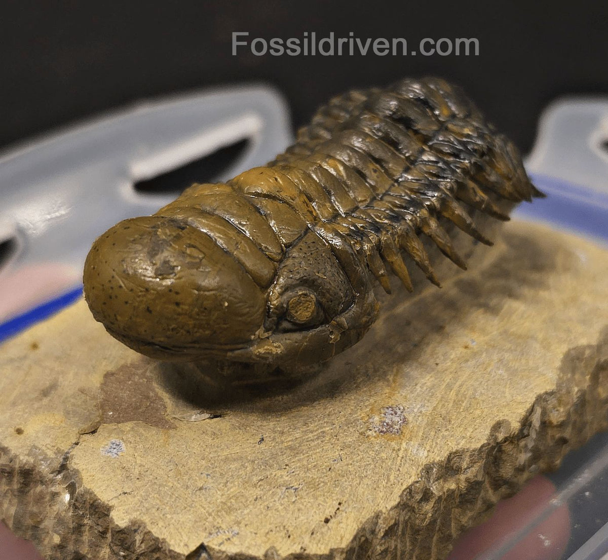 2.90" Flying Crotalocephalina Trilobite – Devonian – Issoumour, Morocco - Fossil Driven