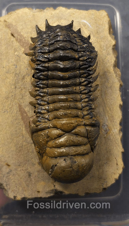 2.90" Flying Crotalocephalina Trilobite – Devonian – Issoumour, Morocco - Fossil Driven