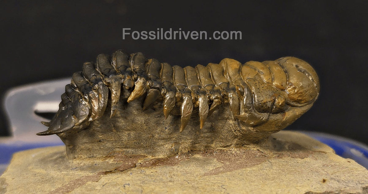 2.90" Flying Crotalocephalina Trilobite – Devonian – Issoumour, Morocco - Fossil Driven